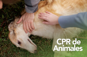 CPR de Animales