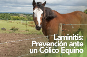 Laminitis: Prevención Ante un Cólico Equino