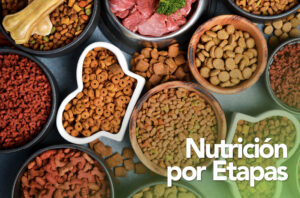 Nutrición por Etapas
